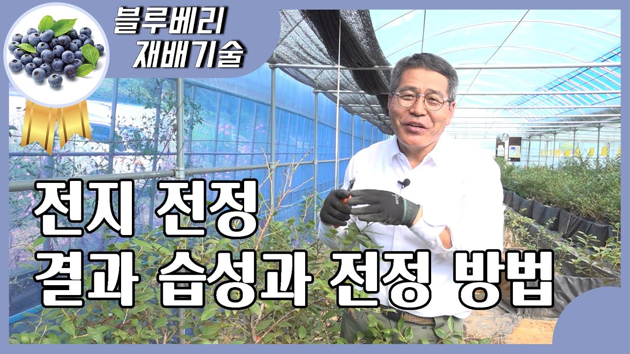 블루베리 전지전정