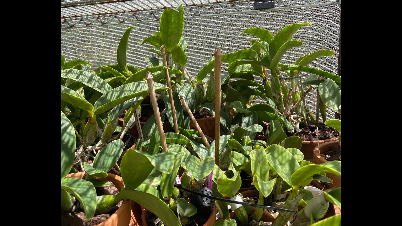 Cattleya walkeriana & nobilior — Летние новости