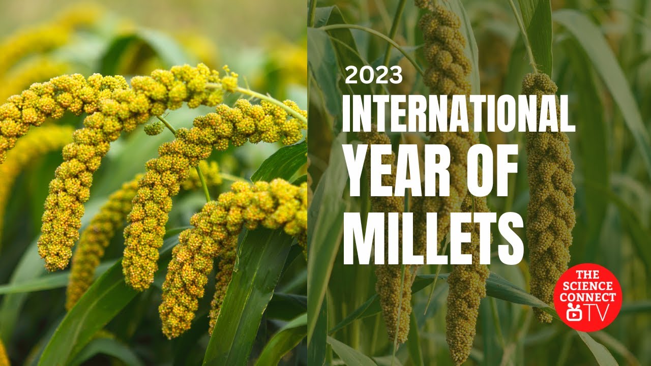 2023: International Year of Millets #millets#india#nutrition#health#sciencecommunication#education