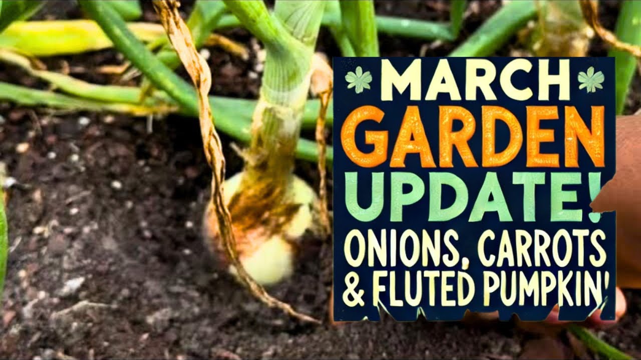 Quick March Garden Updates | Culinary Herbs, Bulbing Onions, Carrots, Fluted Pumpkin & More