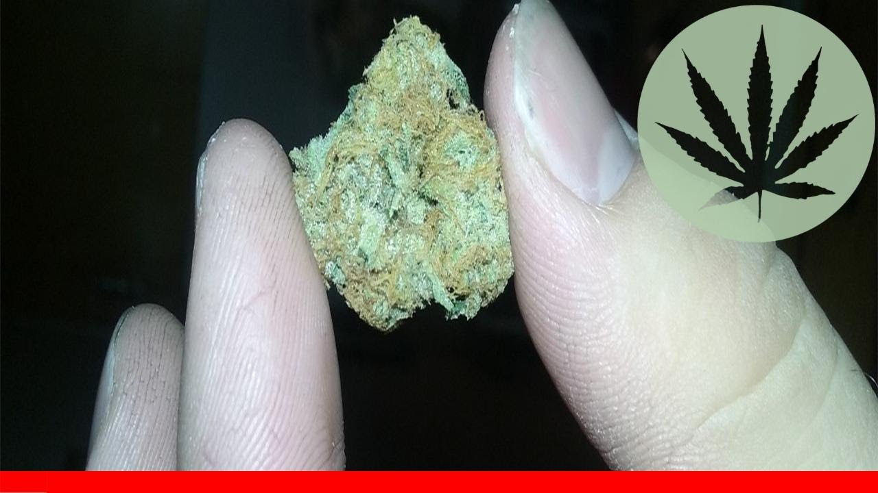 Lost Coast - All About This Strain