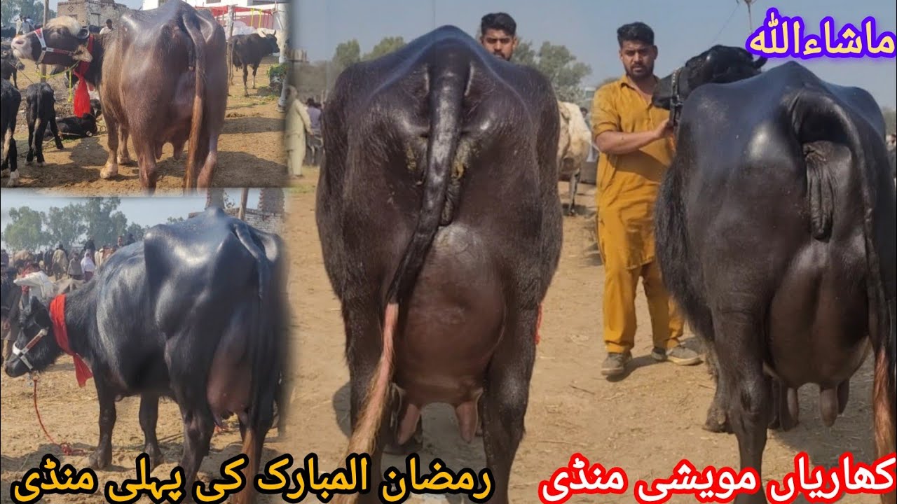 ماشاءاللہ کھاریاں مویشی منڈی کا وزٹ کریں شوق کریں اور ریٹ چیک کریں 19 فروری 2026 HajiArfazChannel