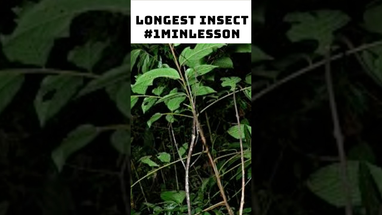 #LongestInsect | #1minlesson #teachertuber