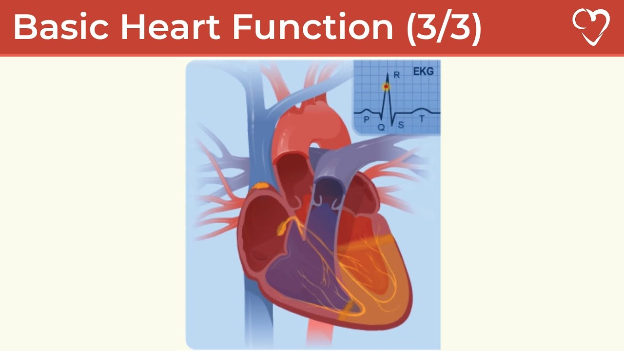 Basic Heart Function: Electrical Activity (Part 3)