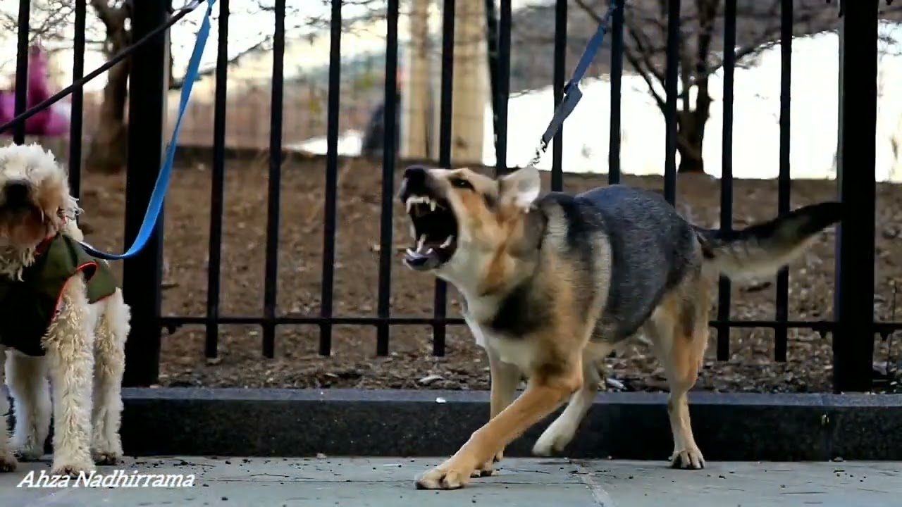 SUARA ANJING MENGGONGGONG | DOG SOUNDS