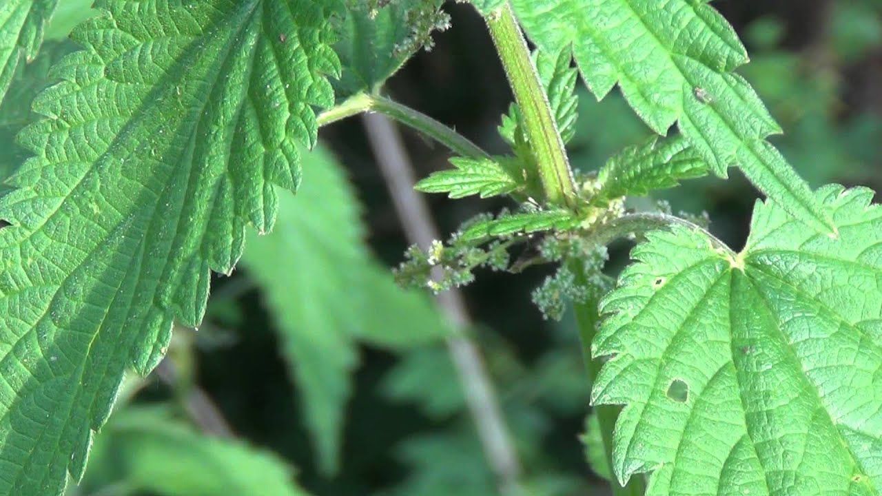 Brennessel grosse Brennessel - Big nettle