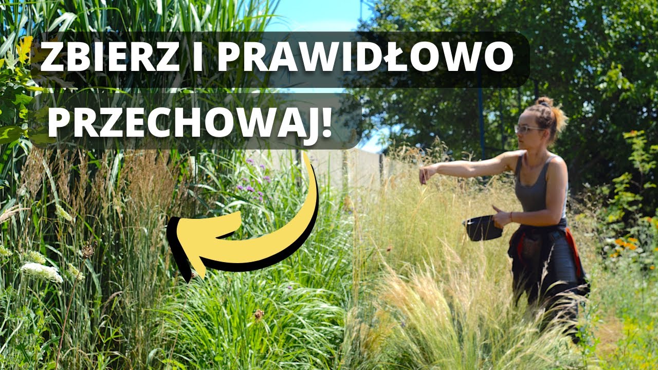Jak prawidłowo zbierać i przechowywać nasiona pomidor&oacute;w, ogr&oacute;dk&oacute;w i innych roślin w tym ozdobnych?