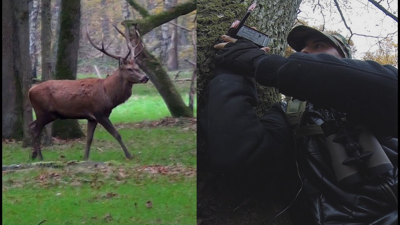 LE CERF ELAPHE (Exp&eacute;dition Animali&egrave;re)