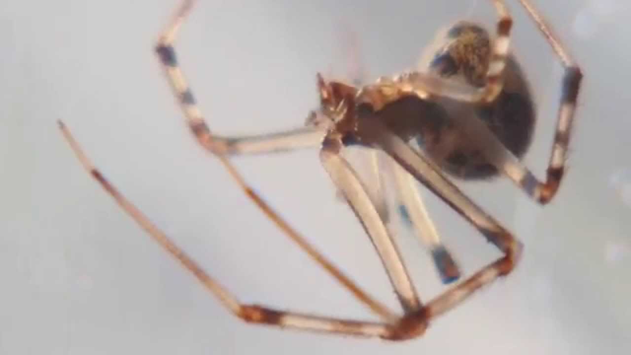 脚が透けてるセンショウグモ Centipedego with its legs through