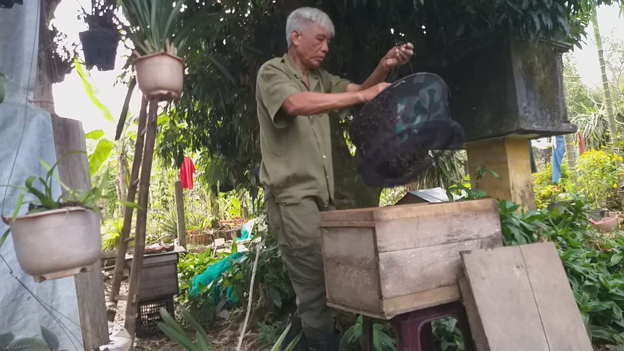 Hôm nay lại có đàn ong mật về đậu nghỉ cách ở vườn mình bắt đưa vào thùng nuôi .