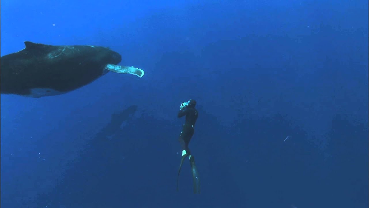 FRED et les baleines de RURUTU - Fréderic Buyle lors d’un séjour à RURUTU
