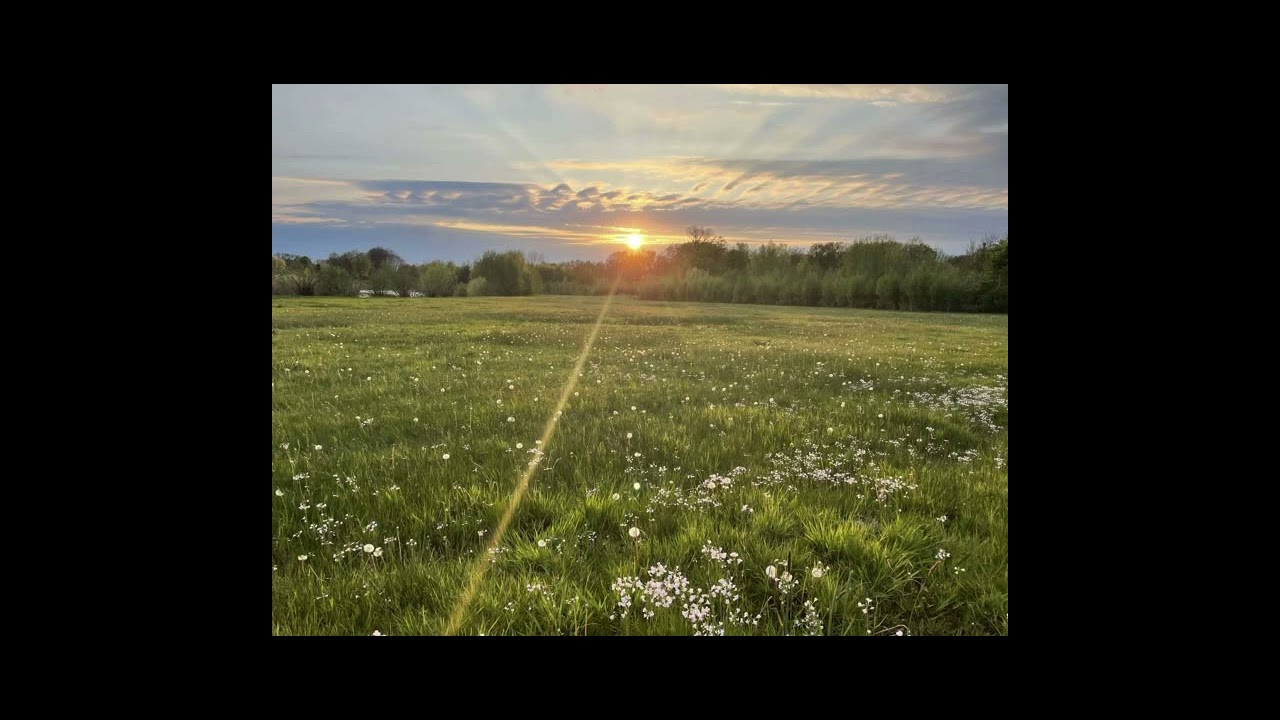 Rin Hoshino - Field of Flowers