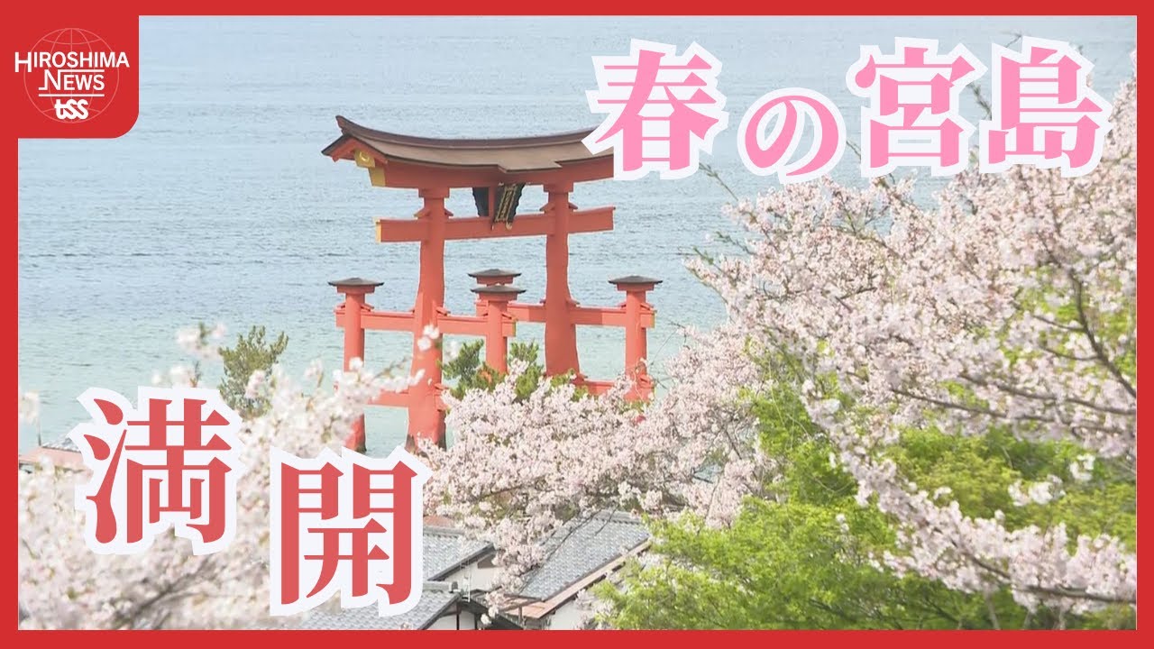 【変わる広島】宮島のサクラは「満開」春真っ盛り　壮観１９００本のサクラ　今週末まで見ごろ