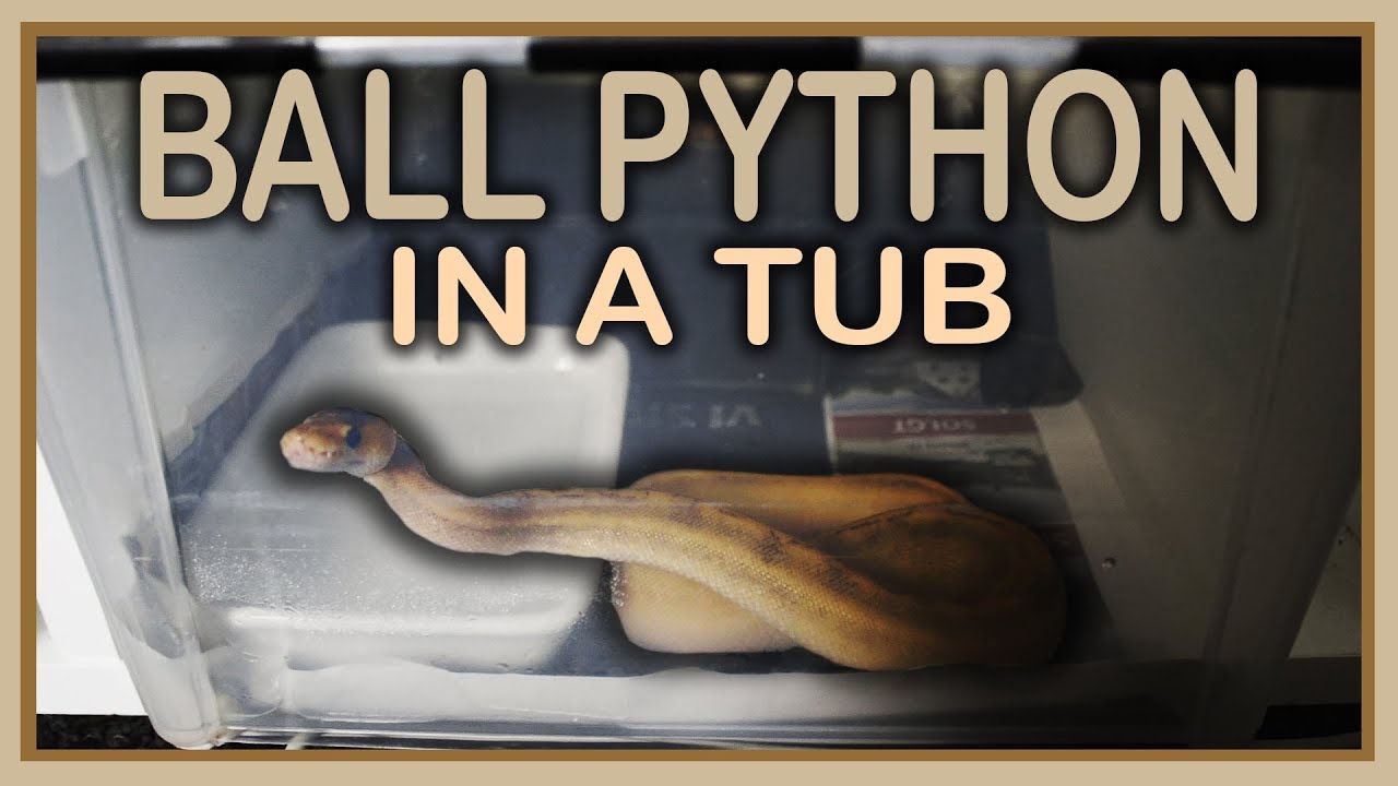 TUB SETUP : HATCHLING BALL PYTHON (How to)