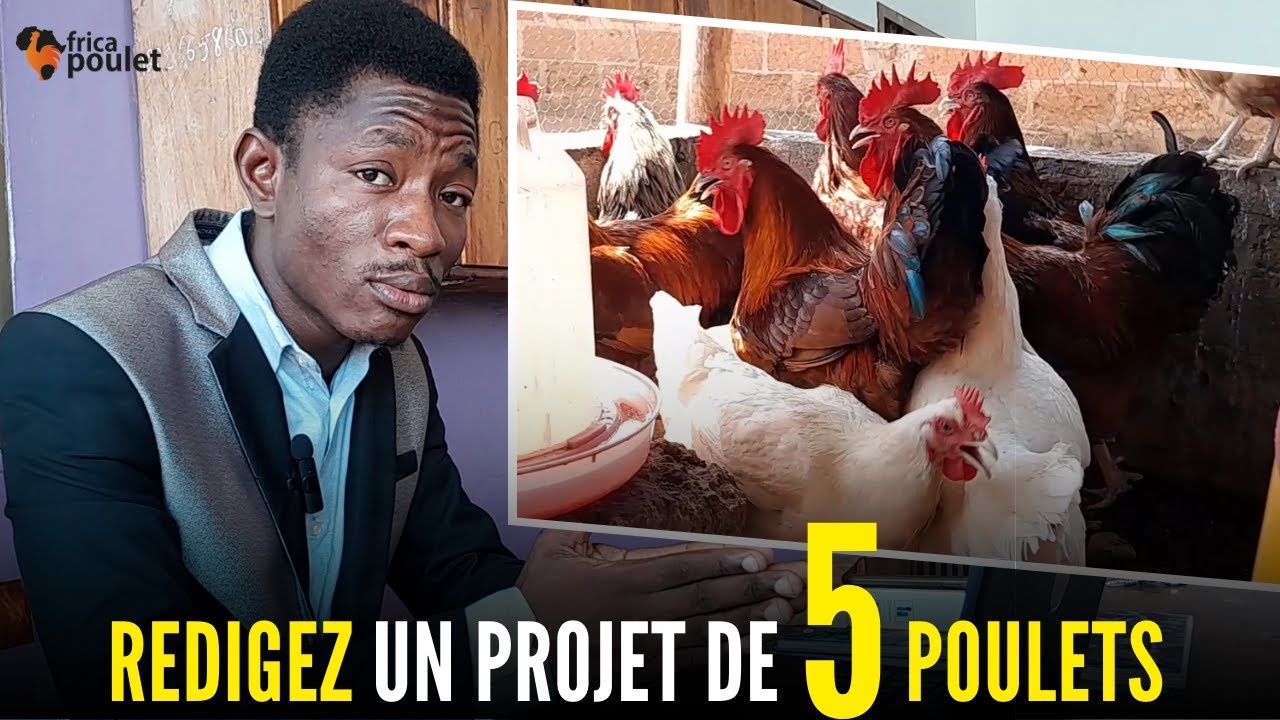 (Les Stratégies) UN PROJET de 5 POULETS pour OBTENIR 700 poussins en UN AN (élevage du poulet local)