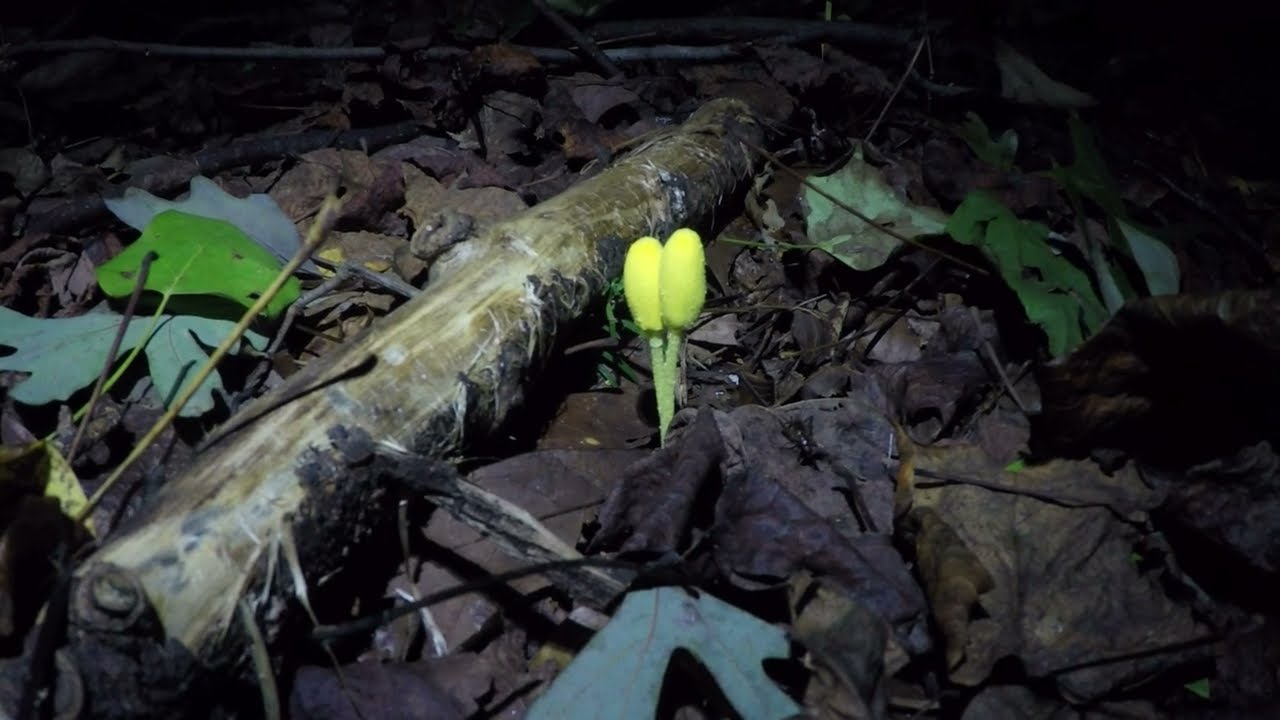 Yellow Fieldcap mushrooms and light tan unknown mushrooms