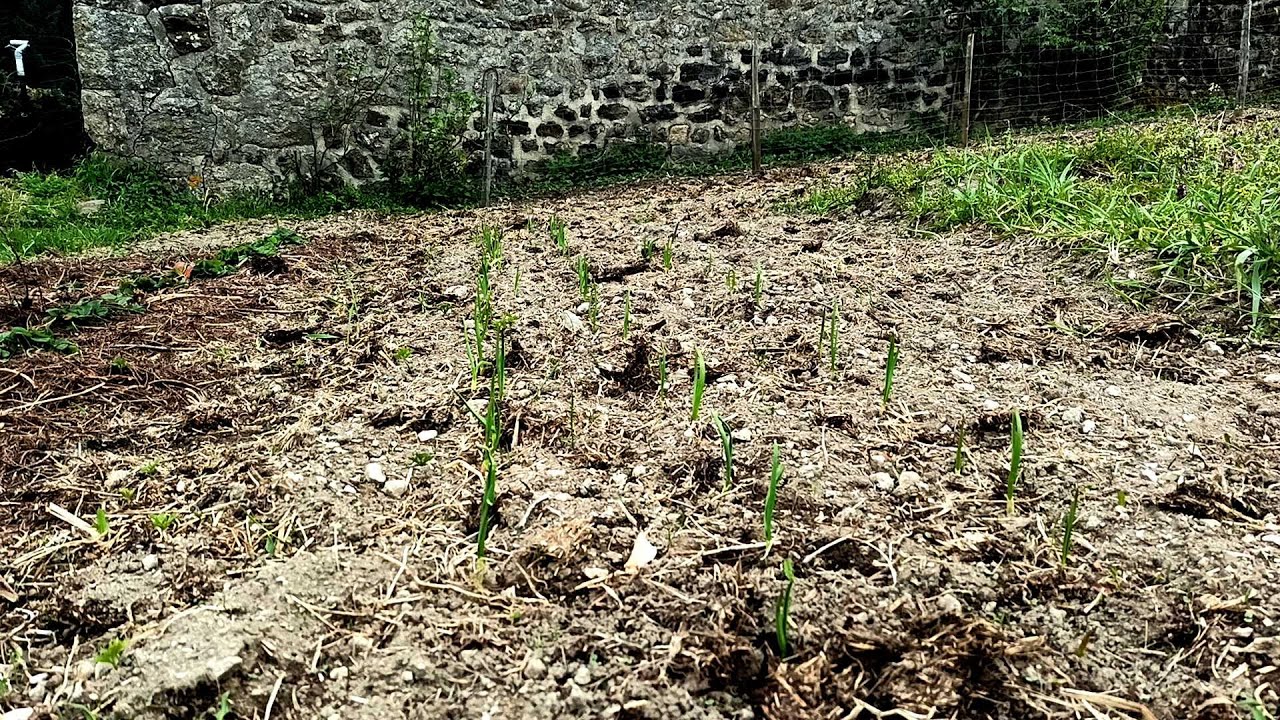 Coup de soleil sur mes tomates