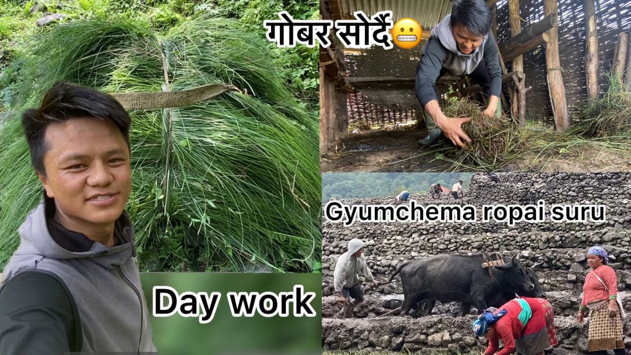 Gothko ghas katna jada gober majjale sornu paryo😬 ||  village life style || Gorevlogs ||