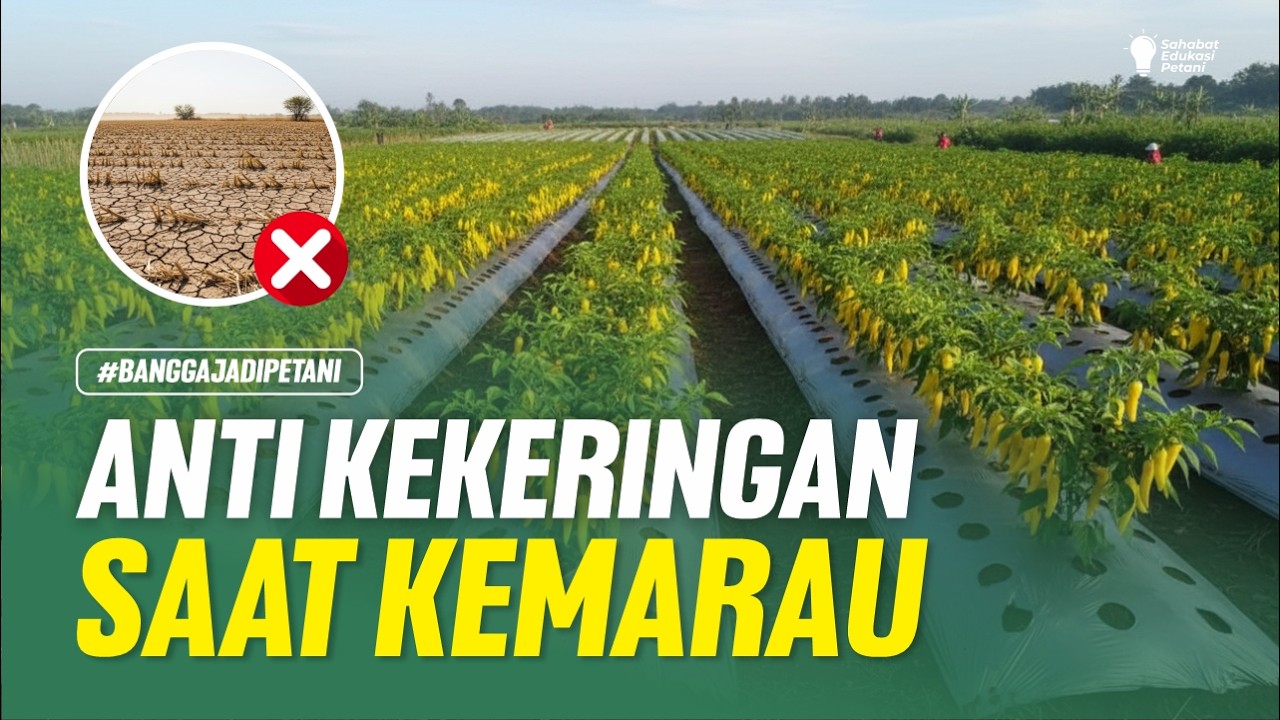 CUKUP 3 LANGKAH! CARA MENGHADAPI MUSIM KEMARAU AGAR TANAMAN TIDAK KEKERINGAN