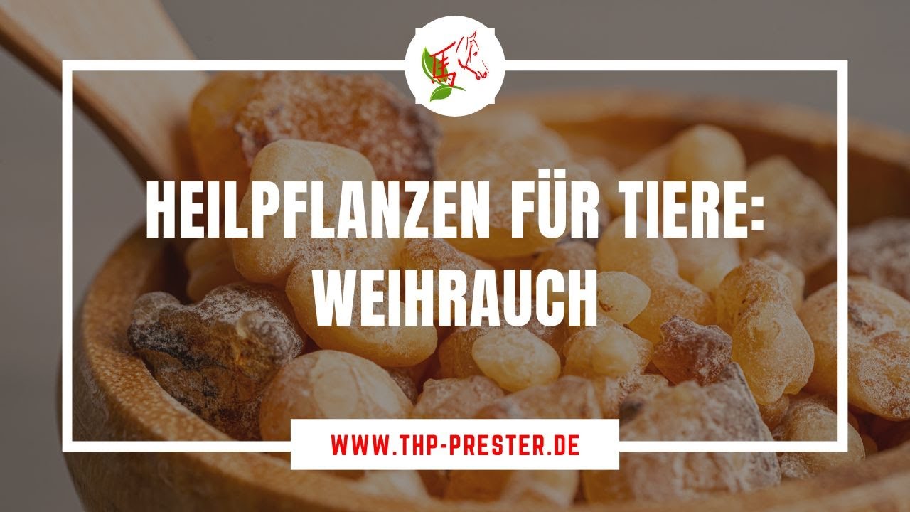 Heilpflanzen für Tiere Weihrauch