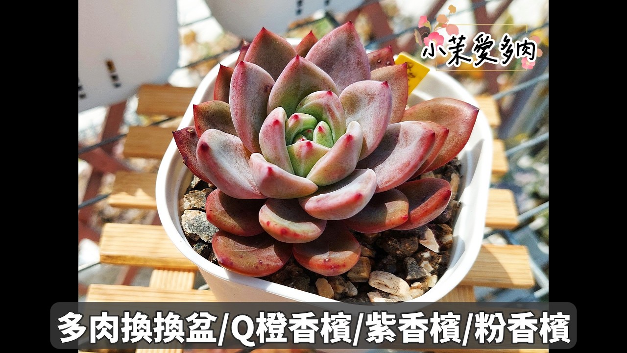 多肉換換盆/盆土老舊會影響生長/背靠背植株不好打理/Q橙紅酒香檳/紫香檳/粉香檳|多肉植物|小茉愛多肉|