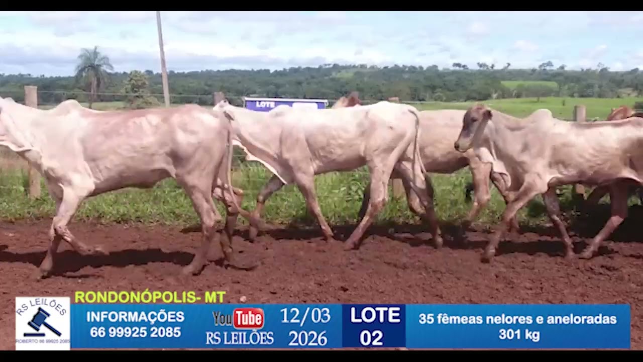 LOTE 02 - 35 FÊMEAS NELORES/ANELORADAS - 301 KG