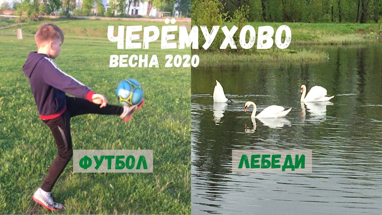 Североуральск. Черемухово. Весна.  Лебеди