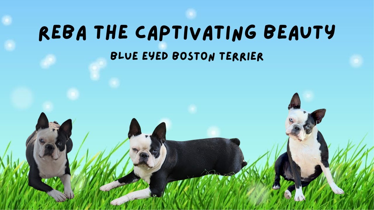 Bonus: Reba's Blue Eyes: A Boston Terrier's Charm Unveiled!