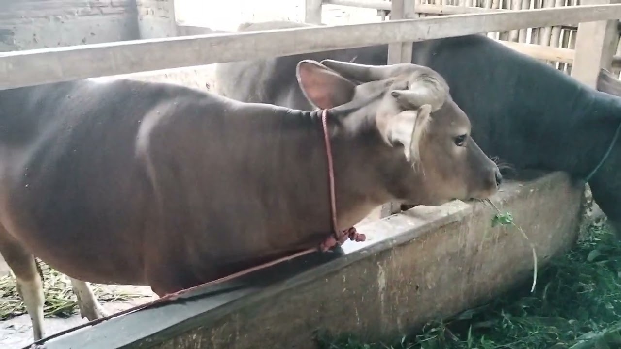 Mengasih Makan Sapi, dengan Rumput