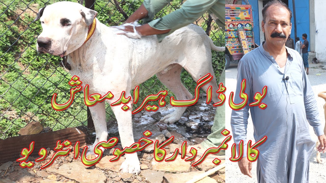Bully Dog Hira Top Quality Breed | Exclusive Interview of Rao Kala Numberdar Urdu Hindi