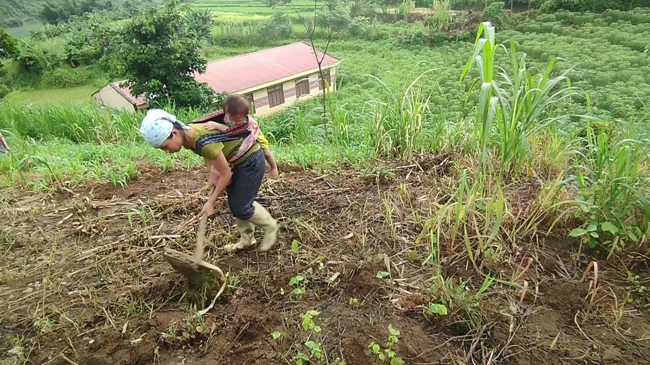 One day, mother and son (chau) went to plant corn and it rained.ly tu chau