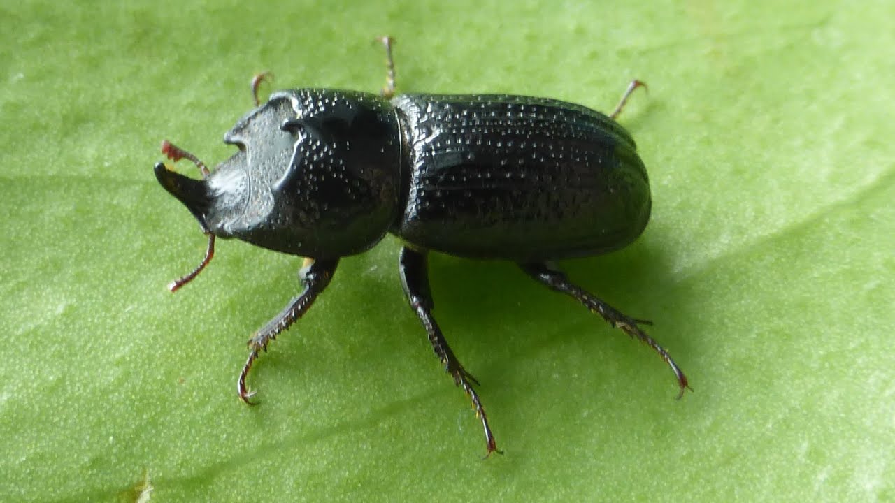 Sinodendron cylindricum, alias le Lucane cornu = Lucane rhinocéros, par André Lequet