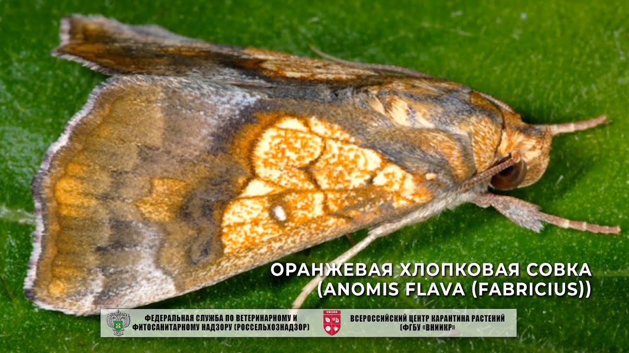 Оранжевая хлопковая совка (Anomis flava (Fabricius))