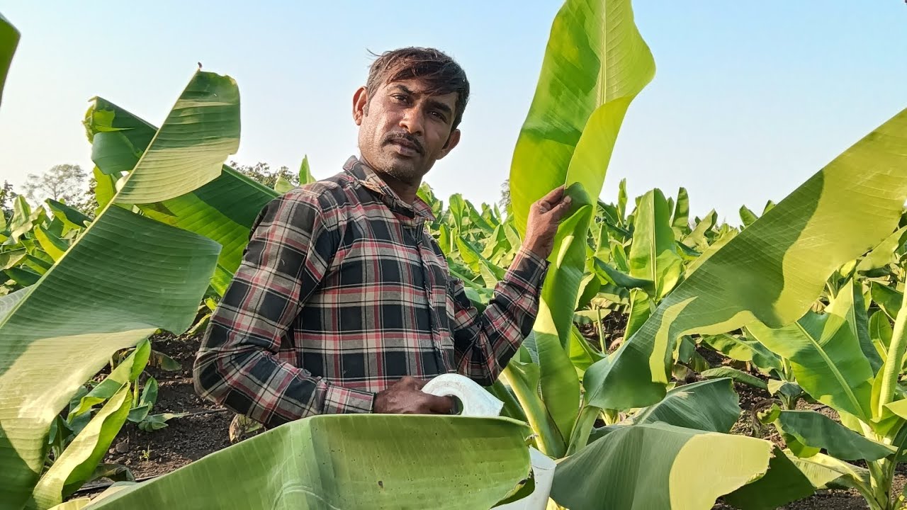 કેળ વિશે ની માહિતી આ વીડિયોમાં આપણે જાણશું 🫛🌿🤝👍💯