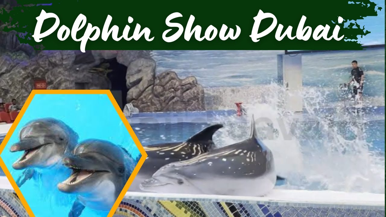 Dolphin Show Dubai Full video Dubai Dolphinarium #habibicometodubai