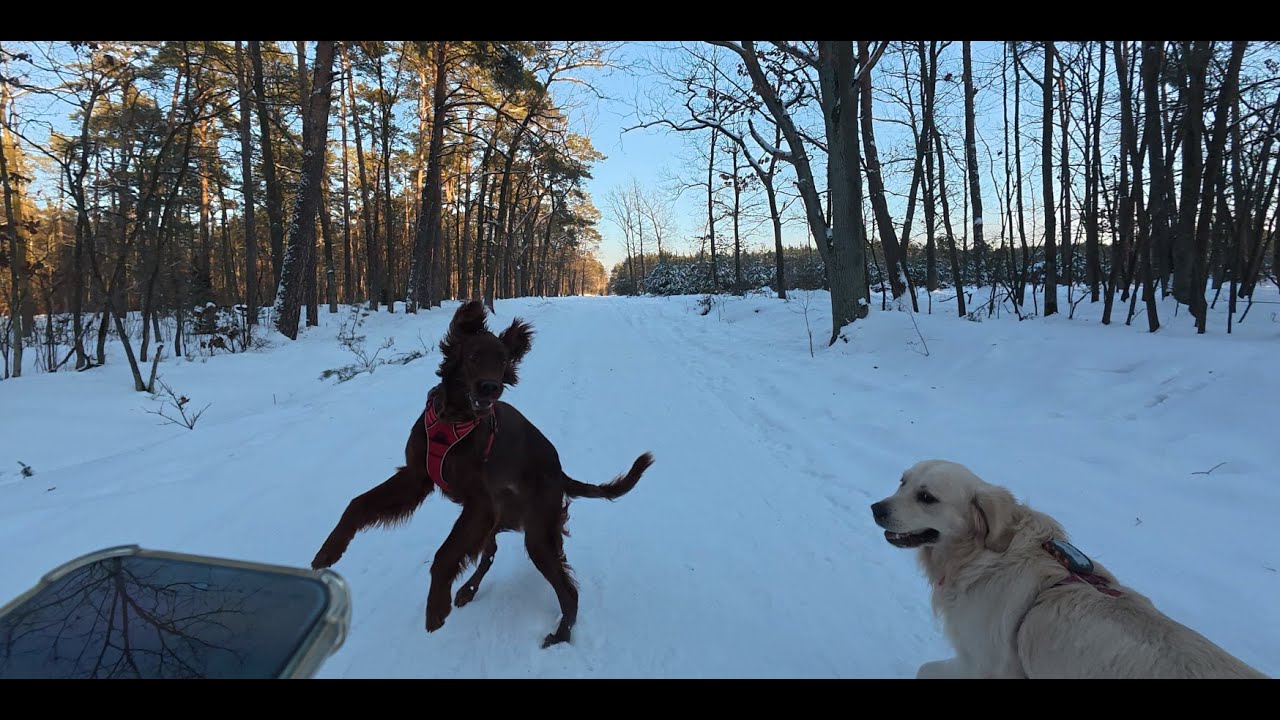 A ride in the forest and some friendly dogs