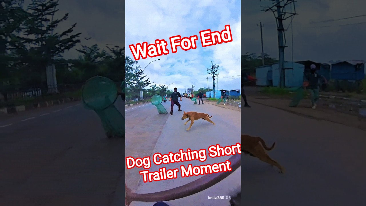 Gojo Double Dog Catch 