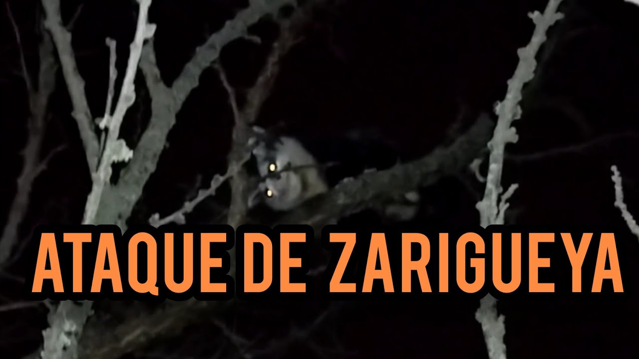 Que animales atacan a las gallinas/ZARIGÜEYA o TLACUACHE en el gallinero
