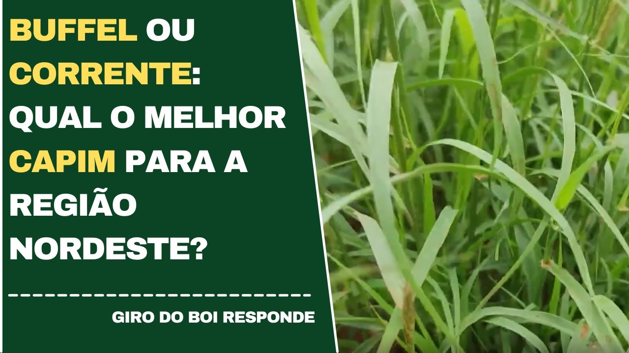BUFFEL OU CORRENTE: QUAL O MELHOR CAPIM PARA A REGIÃO NORDESTE?