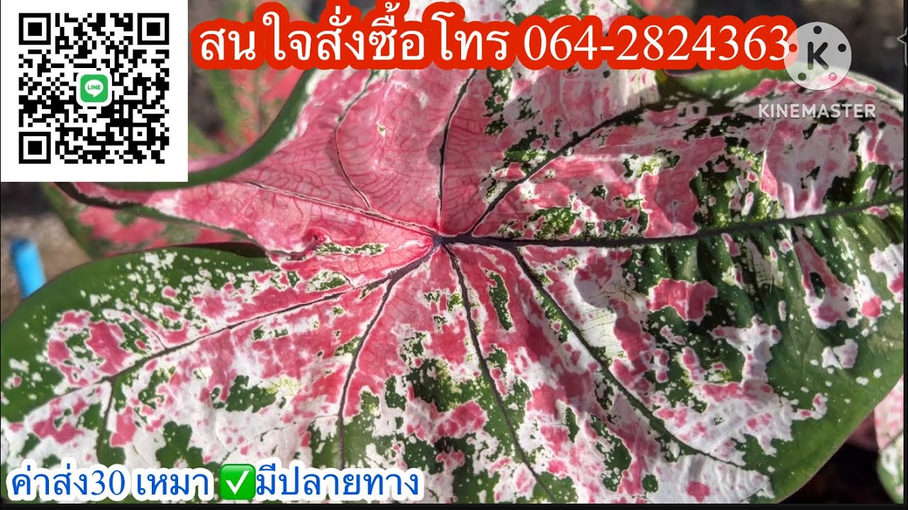 Ep.1260❤️🔥วันจันทร์บอนสีสวยๆ มาแล้ว มีแบ่งไม้หลากหลายพันธุ์