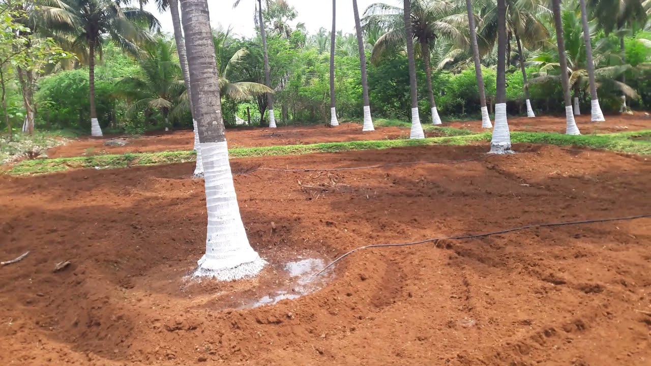 4 Acres coconut farm for sale near Pollachi | Coimbatore Dt | பொள்ளாச்சி| தென்னந்தோப்பு விற்பனைக்கு