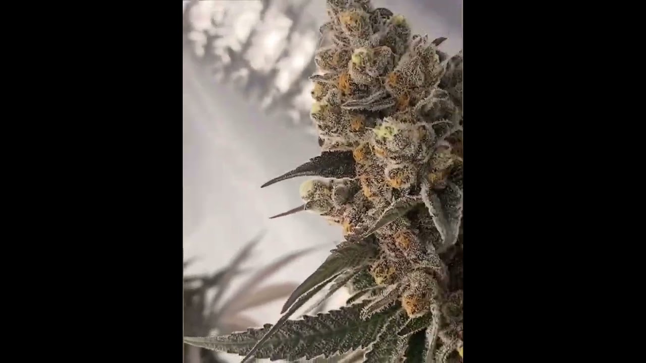 Superboof 💨💨