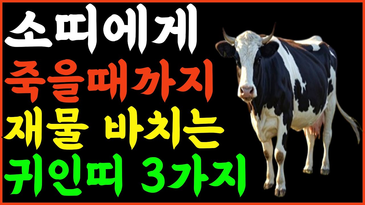 [소띠 귀인운 주목] 2025년 소띠에게 평생 재물을 바칠 귀인띠 3가지!! 49년생 61년생 73년생 85년생 97년생 #소띠 #재물운 #금전운 #9월운세 #사주운세 #귀인