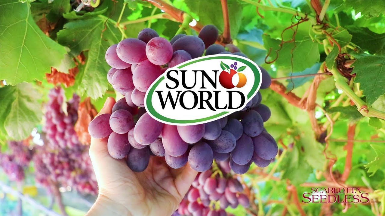 Introducing Sun World's Highly Successful, Widely Appealing Table Grape Brands