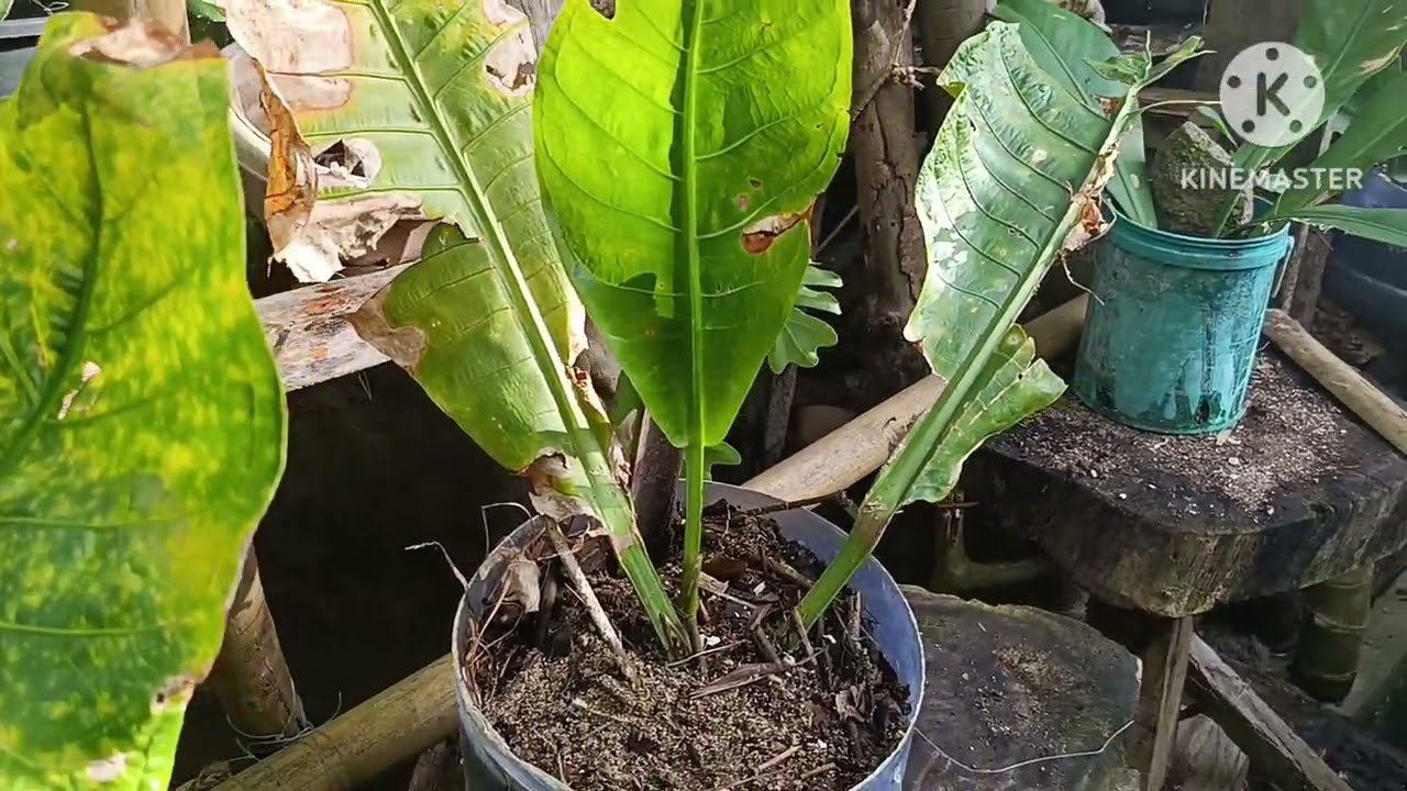 Sa bagyong basyang halos nalukop by bol- -anong dako