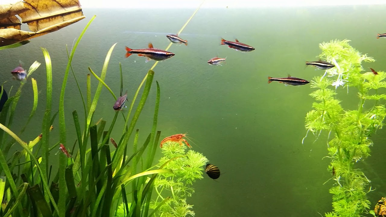 Nannostomus beckfordi new aquarium, swiming in a 140litres fish tank, shrimps, jumping crayfish,