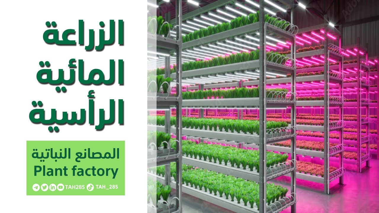 الزراعة المائية الرأسية الحديثة