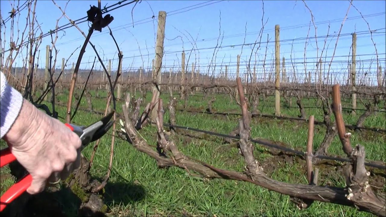 Cordon Pruning In the Vineyard Featuring Eugenia Keegan