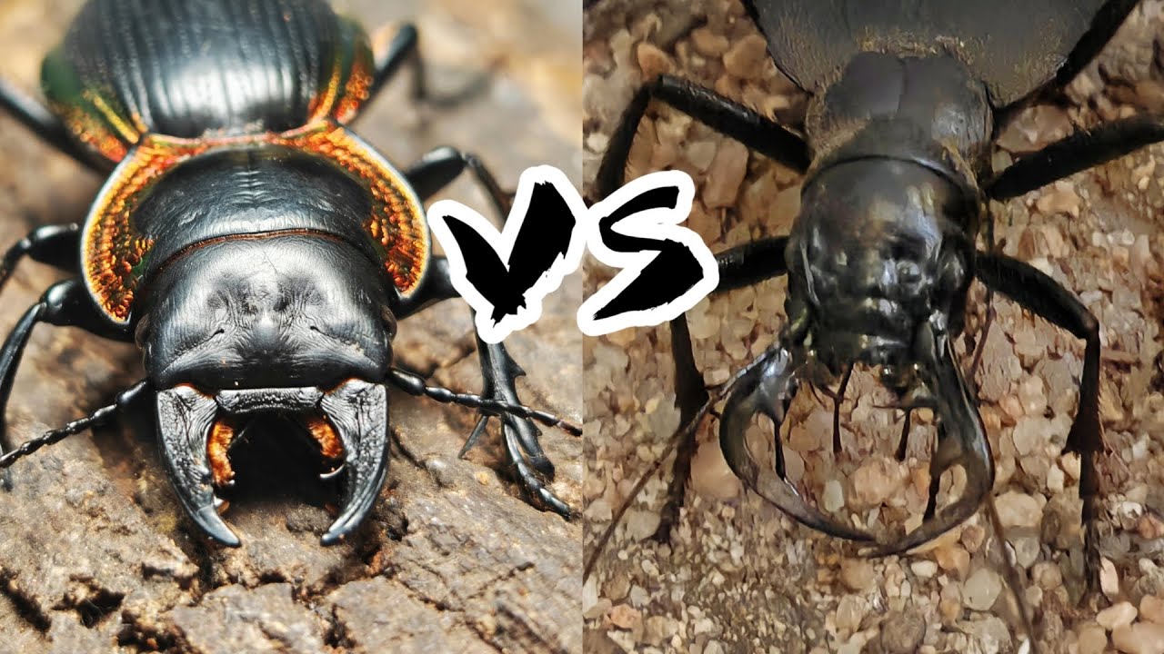 Deadly Insect Battle  Australian Dragon Beetle vs King Ground Beetle | Battle Bugs #insects #bug
