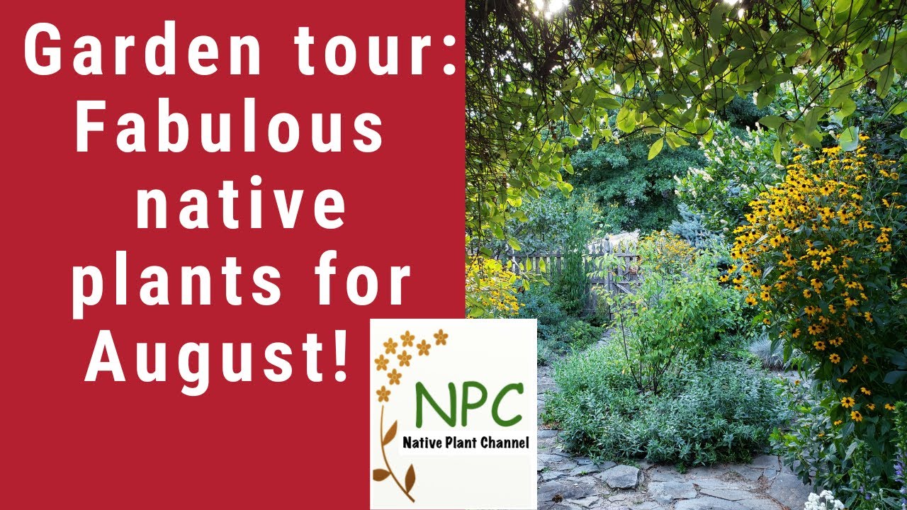 Great native plants for August-Garden Tour!#nativeplants #pollinatorgarden #gardenideas #gardentour
